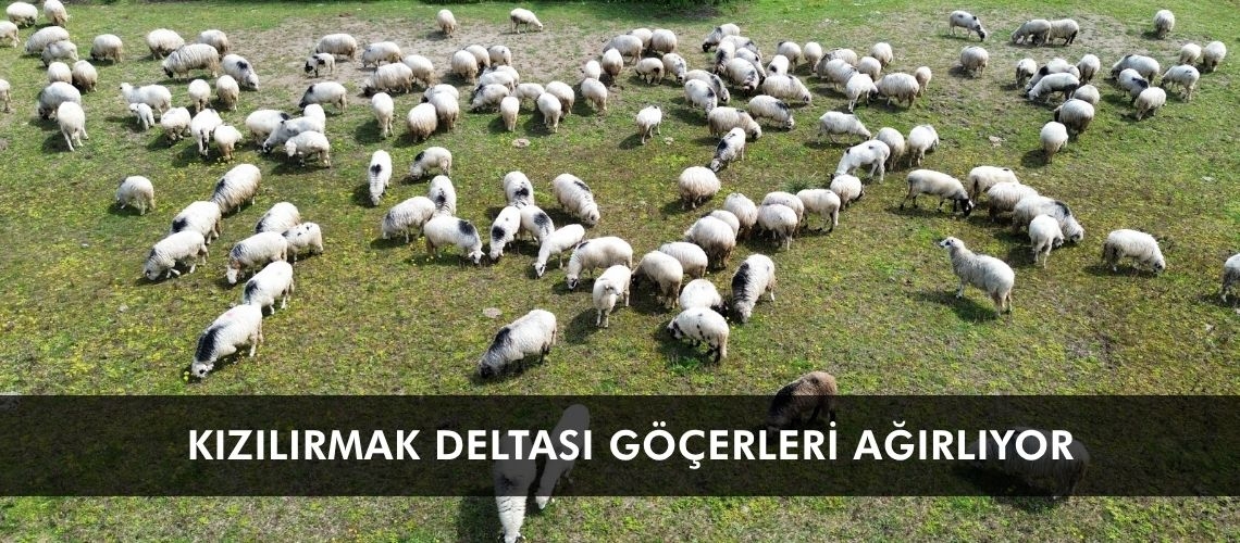 Kızılırmak Deltası göçerleri ağırlıyor