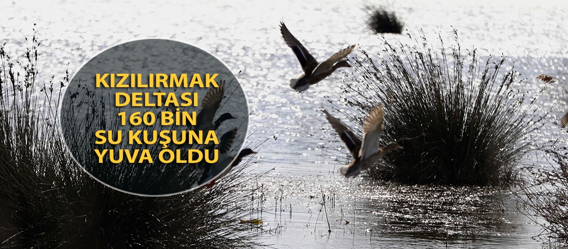 Kızılırmak Deltası 160 bin su kuşuna yuva oldu