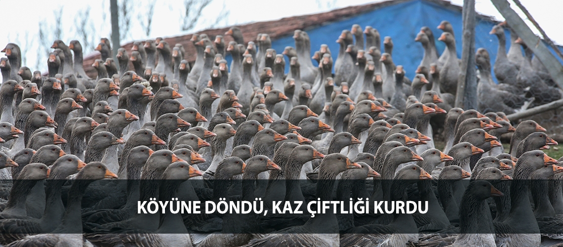 Köyüne döndü, kaz çiftliği kurdu