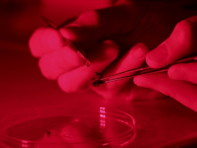 İklim değişikliği arı beslenmesini de etkiliyor