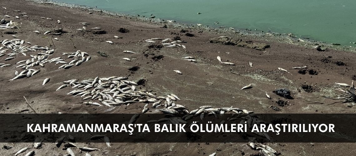 Kahramanmaraş'ta balık ölümleri araştırılıyor