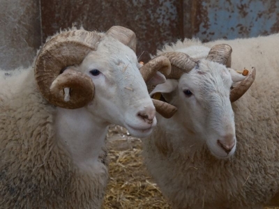 Türkiye'nin en değerli koçları satışa çıkıyor