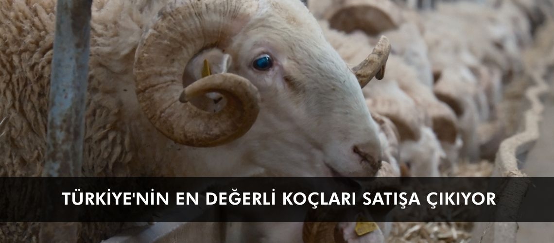 Türkiye'nin en değerli koçları satışa çıkıyor