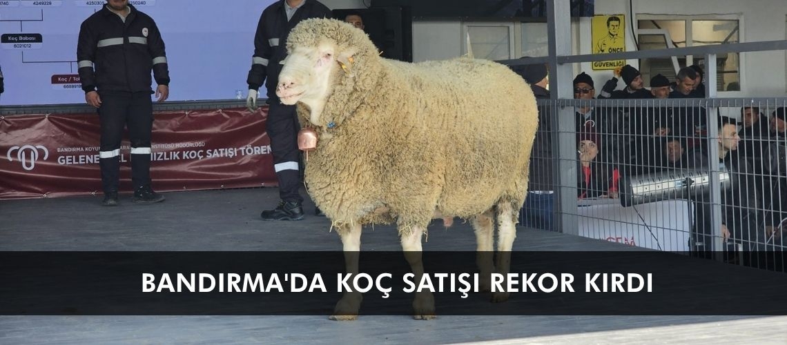 Bandırma'da koç satışı rekor kırdı