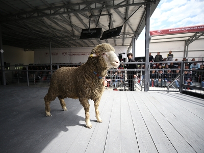 Koyunculuk Araştırma Enstitüsünde 160 damızlık koç satıldı