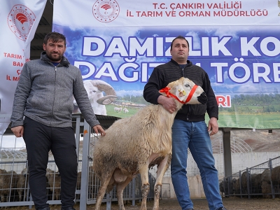 Çankırı’da koçlar besicilere teslim edildi