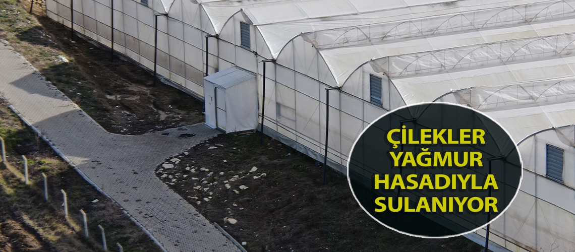 Çilekler yağmur hasadıyla sulanıyor