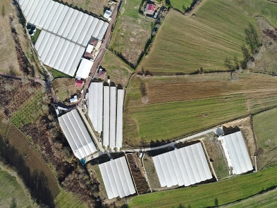 Çilekler yağmur hasadıyla sulanıyor