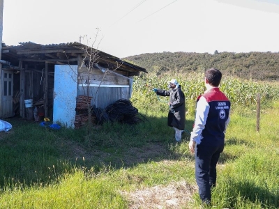 Sakarya'da kahverengi kokarca mücadelesi