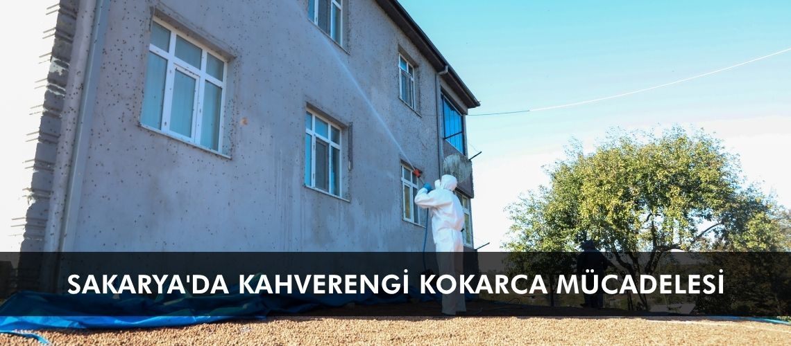 Sakarya'da kahverengi kokarca mücadelesi