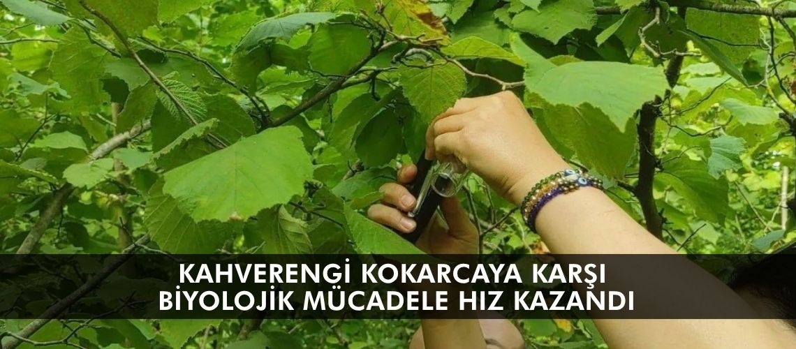 Kahverengi kokarcaya karşı biyolojik mücadele hız kazandı