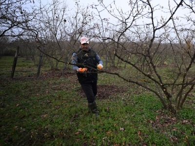 Kahverengi kokarcayla mücadelede yarasa desteği