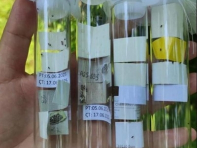 Kokarcaya karşı yerli biyolojik ürün geliştiriliyor