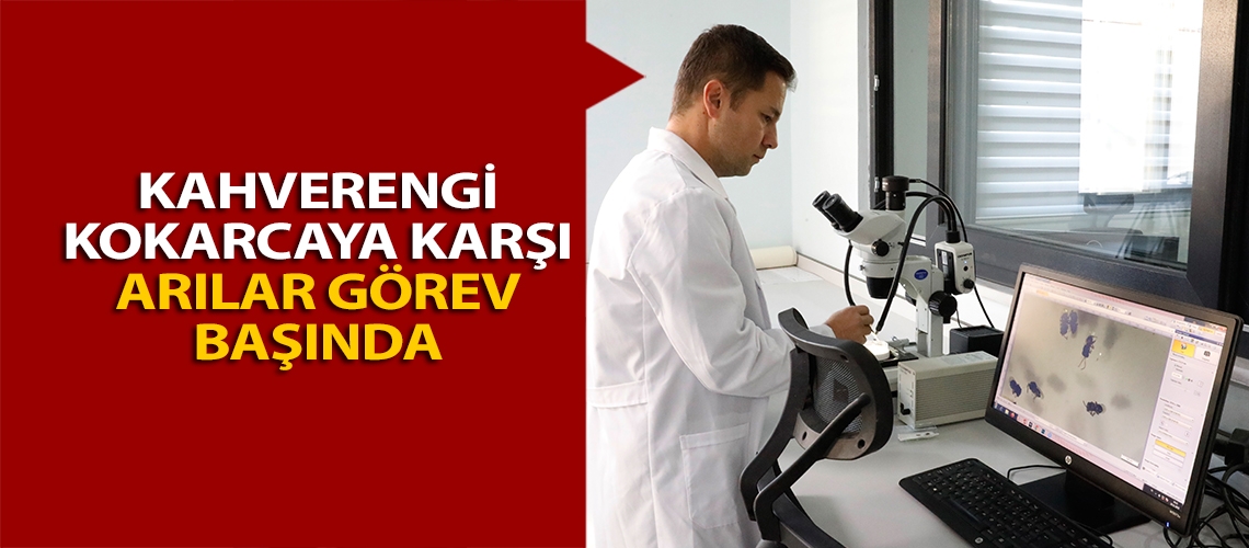 Kahverengi kokarcaya karşı arılar görev başında