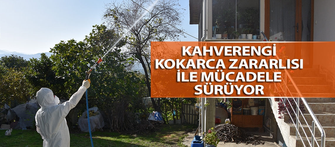 Kahverengi kokarca zararlısı ile mücadele sürüyor