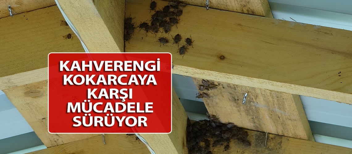 Kahverengi kokarcaya karşı mücadele sürüyor