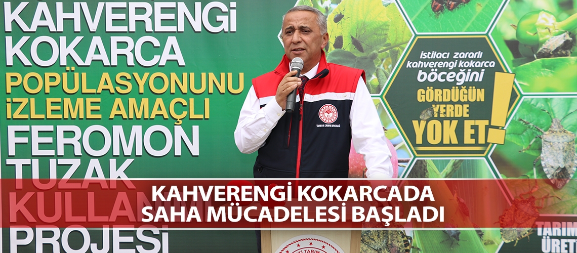 Kahverengi kokarcada saha mücadelesi başladı