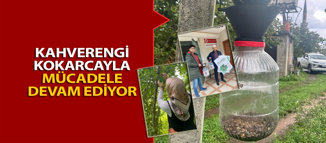 Kahverengi kokarcayla mücadele devam ediyor