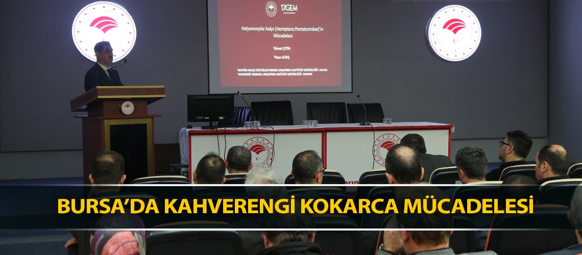 Bursa’da kahverengi kokarca mücadelesi