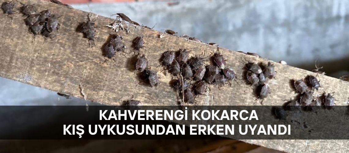 Kahverengi kokarca kış uykusundan erken uyandı