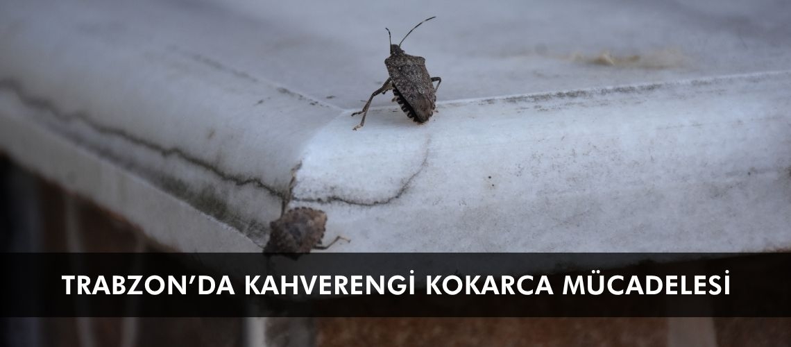 Trabzon’da kahverengi kokarca mücadelesi