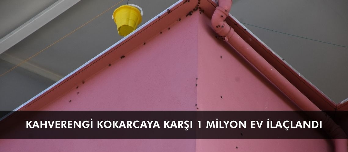 Kahverengi kokarcaya karşı 1 milyon ev ilaçlandı