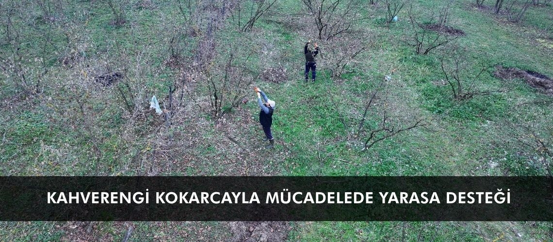 Kahverengi kokarcayla mücadelede yarasa desteği