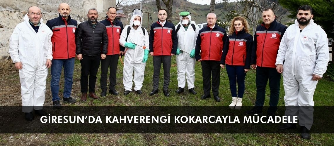 Giresun’da kahverengi kokarcayla mücadele