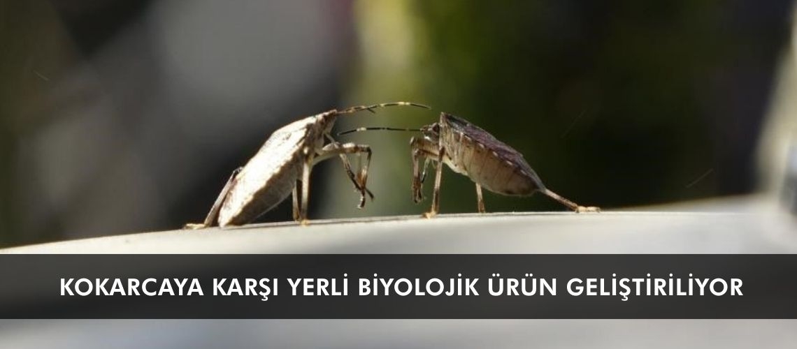 Kokarcaya karşı yerli biyolojik ürün geliştiriliyor