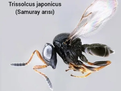 Kahverengi kokarcaya karşı “samuray arısı”