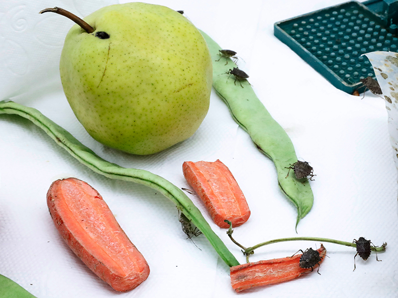 Maira porno video onlayn