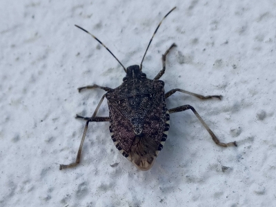 Kahverengi kokarca için “gördüğünüz yerde öldürün