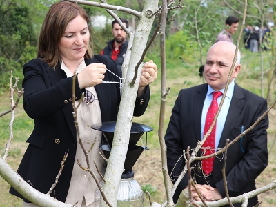 Kahverengi kokarcada saha mücadelesi başladı