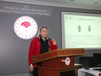 Bursa’da kahverengi kokarca mücadelesi