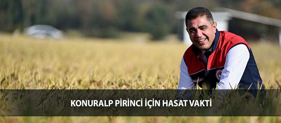 Konuralp pirinci için hasat vakti