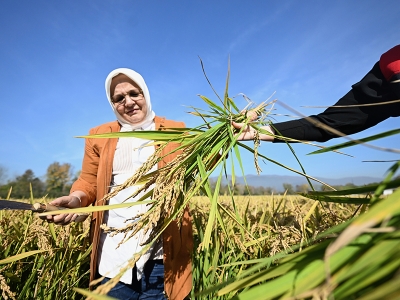 Konuralp pirinci için hasat vakti