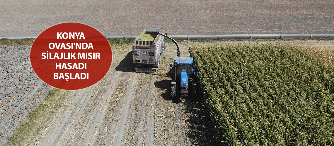 Konya Ovası'nda silajlık mısır hasadı başladı