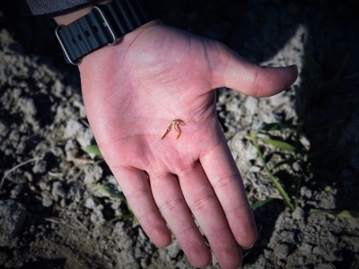 Konya'da yağışlar hububata umut oldu