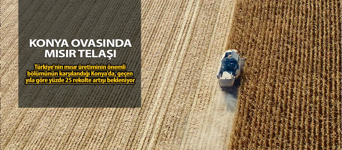 Konya ovasında mısır telaşı