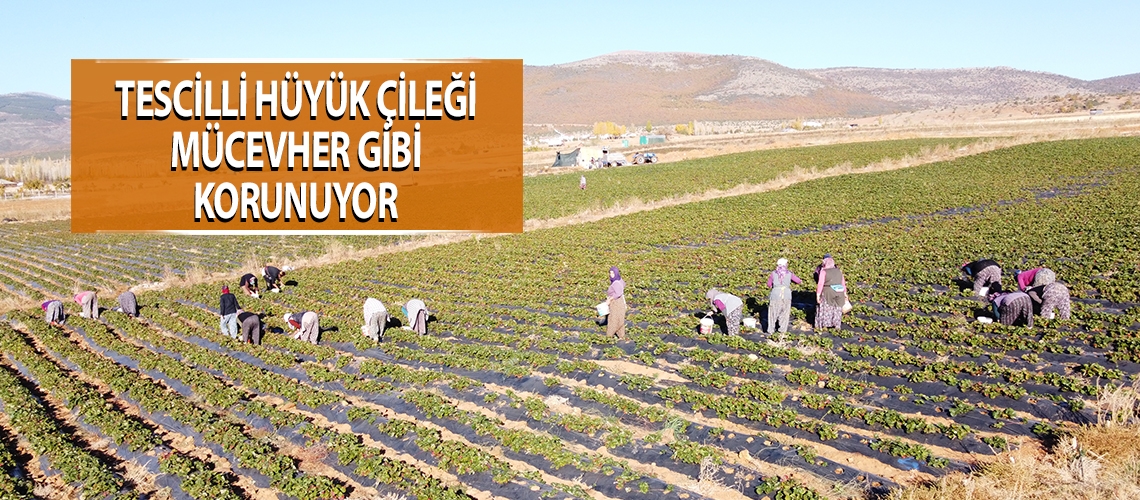 Tescilli Hüyük çileği mücevher gibi korunuyor