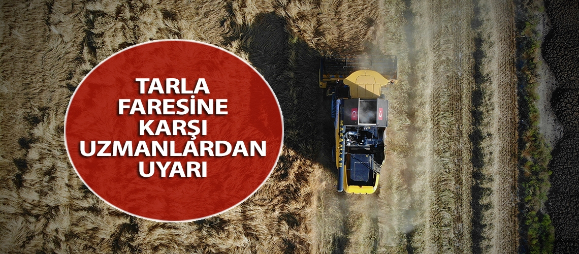 Tarla faresine karşı uzmanlardan uyarı