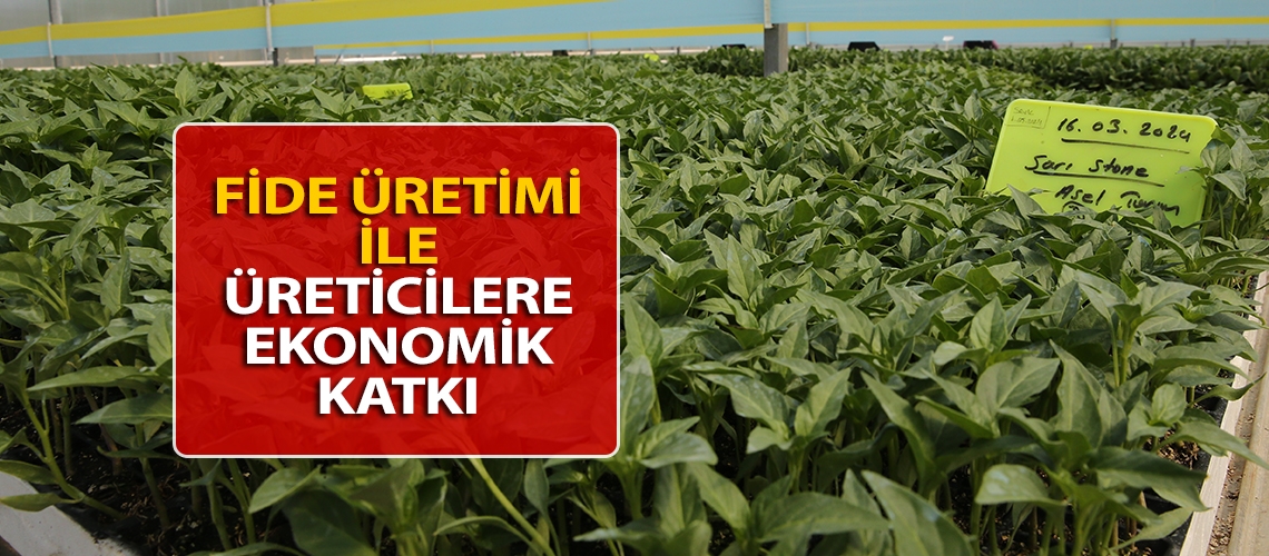 Fide üretimi ile üreticilere ekonomik katkı