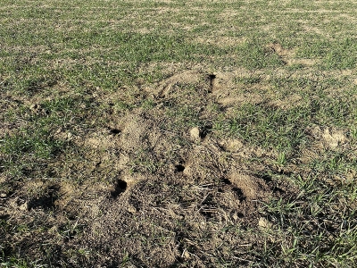 Tarla faresine karşı uzmanlardan uyarı