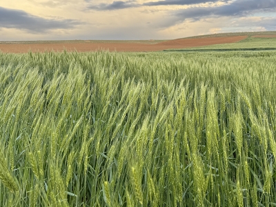 Yağışlar üreticileri memnun etti