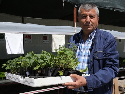 Fide üretimi ile üreticilere ekonomik katkı