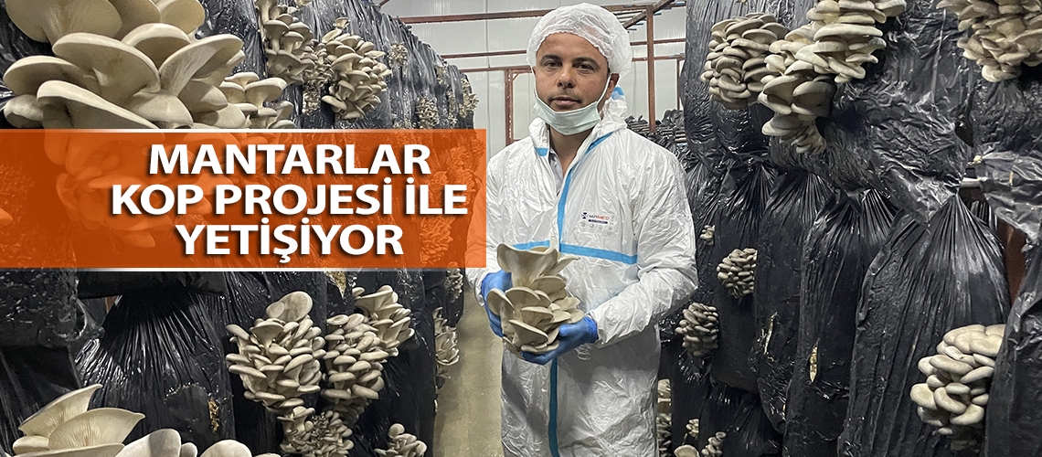 Mantarlar KOP Projesi ile yetişiyor