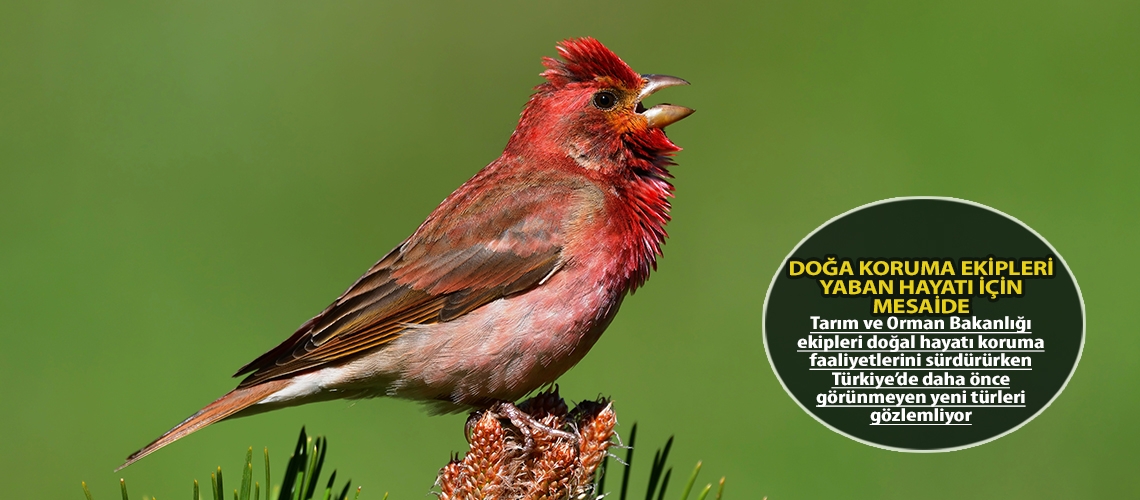 Doğa koruma ekipleri yaban hayatı için mesaide