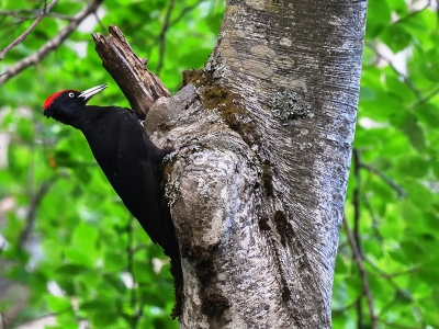 Doğa koruma ekipleri yaban hayatı için mesaide