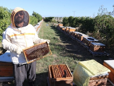 Kovanlar bal doluyor, ejder meyveleri lezzetleniyor