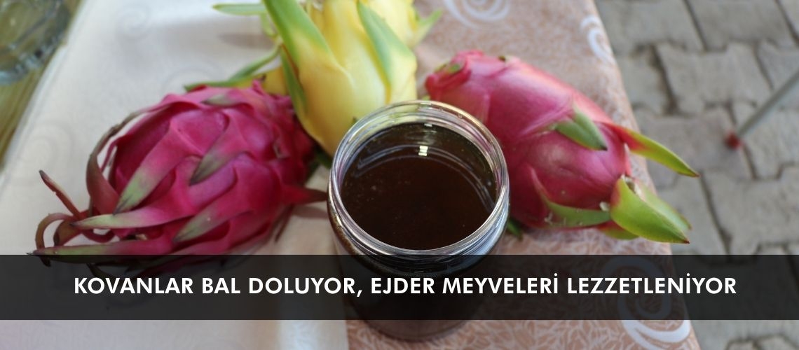 Kovanlar bal doluyor, ejder meyveleri lezzetleniyor